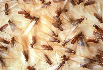 شركة مكافحة النمل الابيض بالدمام